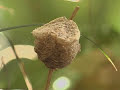 Praying Mantis life cycle