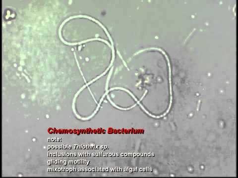 Bacterial Gliding