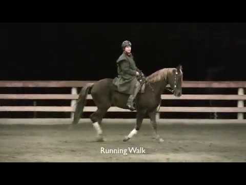 Pacing Horse Gait