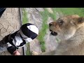 Lion tries to eat baby PART 2.MOV