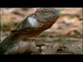 lizard