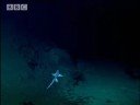 Rare life on the sea floor- The Abyss- BBC Wildlife