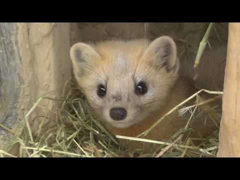 かわいすぎるエゾクロテン-釧路市動物園 Cute Hokkaido Sable in Kushiro Zoo