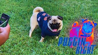 Puggin Right