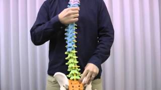 脊柱可動型カラーモデル，大腿骨付：動画