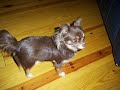 Judy's Dogs and Rascals too