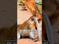 Monkey  MATING-bandar funny playing  - PLAYING Videos Compilation-ANIMALS & PETS WORLD😍🤣
