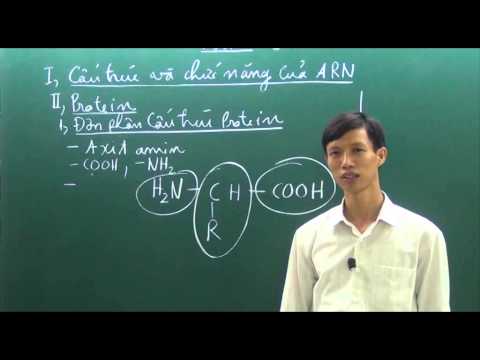 Cấu trúc và chức năng của ARN, protein - Phần 1.3