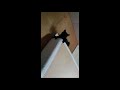 Funny Cats Compilation Two Black & Orange Rescue Cats Playing. Funny Pet Animals Try Not To Laugh