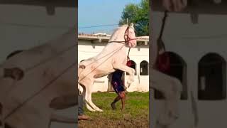 Stallion Mangal 68