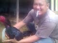 Ayam Bangkok Super Ternak Yang Bagus
