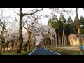 海津大崎　奥琵琶湖の桜街道早朝ドライブ