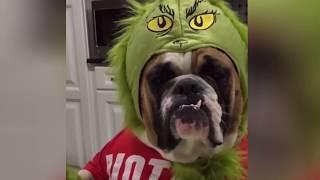 Cute Funniest Pet Dog Animal Short Compilation Video | Funny Dog and Cat Videos