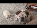 Watch & Laugh! Super funny animals and pets - Funny animal compilation