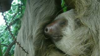 Sammy The Sloth - Costa Rica, Puerto Viejo -