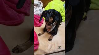Hold Treat