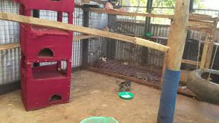 Sauvons nos Animaux cattery in the Democratic Republic of Congo