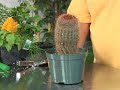 Gardening Plant Care : Cactus Plant Care