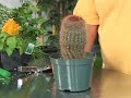 Gardening Plant Care : Cactus Plant Care