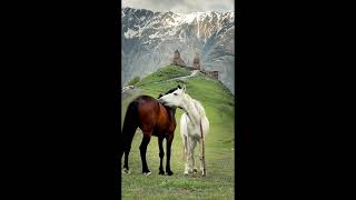 ჩუბინა Chub1Na.ge Levan Bantsadze Giorgi Matkava