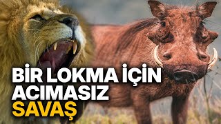 Bir Lokma İçin Acımasız Savaş