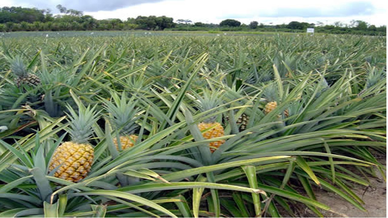 Pinansan tulog sinibak pictures