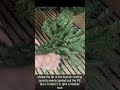 Cumberland Fir Artificial Christmas Tree