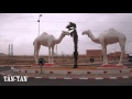 Maroc Tiznit à Dakhla (partie1)