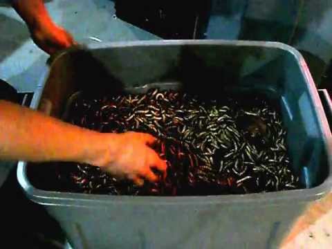 download big bite worms download big bite worms