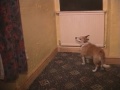 jack the dart playing dog madryn arms chwilog