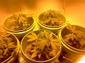 First hps grow Automatic Onyx.. day 23.. 400w hps flowering