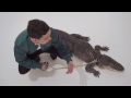 Video Alligators C. Tangana