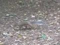 Squirrel in Stewart Park, Middlesbrough Video