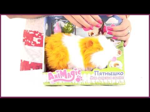 Пятнышко - Моя морская свинка - видео NofolloW.Ru