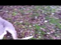 MAMA ROO