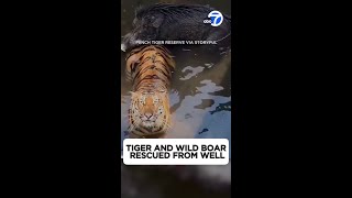 Tiger, Boar Recused From Well At Nature Reserve