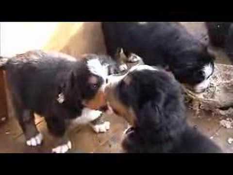 Burmese Mountain  Pictures on Dog Puppies Videos   Dog Puppies Video Codes   Dog Puppies Vid Clips