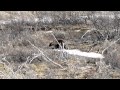 Watch Denali National Park and Preserve Tundra Wilderness Tour 05-28-2012 Video