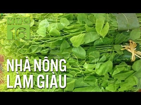 Làm giàu từ cây rau dây hương tại Lâm Đồng | VTC16