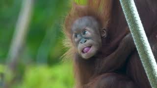 Kaja the Orangutan Makes His Debut | San Diego Zoo