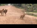 kutte ki ladai funny video and funny short video of dogs
