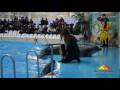 Video Донецкие дельфины охотятся за смайликами