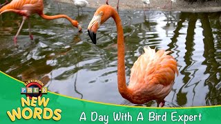 A Day With A Bird Expert New Words Kidvision Pre-K