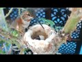 Phoebe Allens - Hummingbird Chick Hatches - June 22, 2012