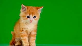 cat green screen | No Copyright ©️ | green screen s