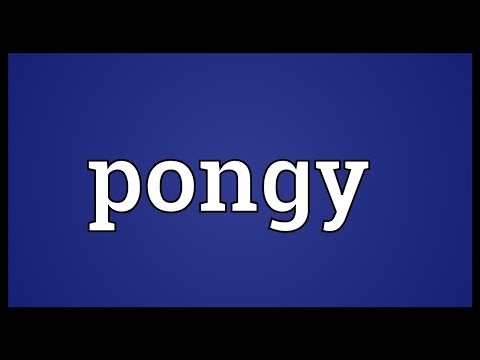 Header of pongy