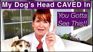 My Dog's Head Caved In!! Jack Russell Terrier Dog Video. Masticatory Muscle Myositis (MMM)