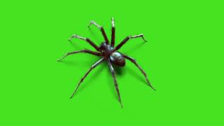 Spider Green Screen Video Spider Overlay Green Screen Video Animation Of Spider On Green Screen
