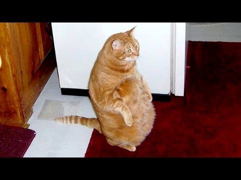 Nothing will make you laugh harder than cats - Funny cat compilation