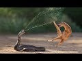 Amazing Snake Python King Cobra Big Battle In The Desert Mongoose | Amazing Attack of Animals